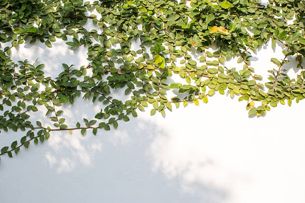 istock Green ivy isolated on white background 522800024