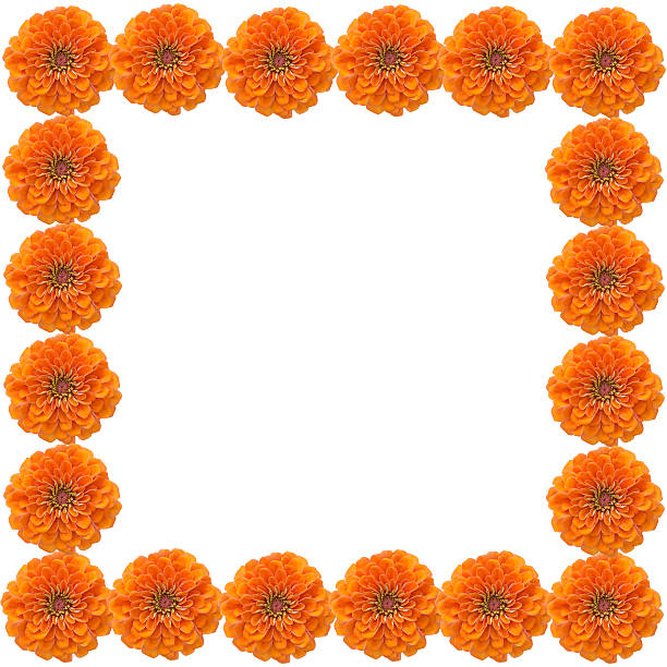 istock Zinnias flower frame isolated on white background 522800033