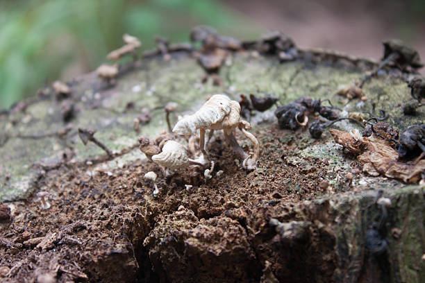 istock The white fungus on dead trees. 522800303