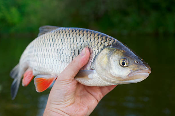 istock Big chub in fisherman's hand 522801009