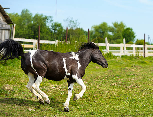 istock funny horse grazing in field 522801463