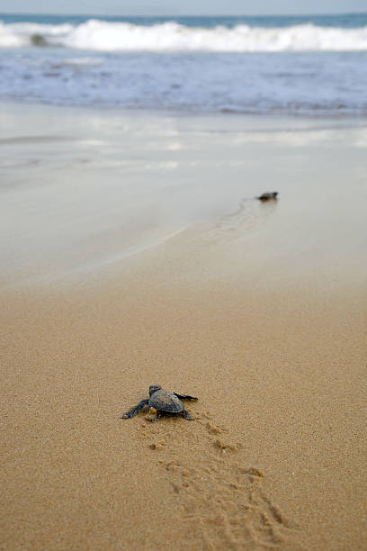 istock Baby turtles making it's way to the ocean 522801477