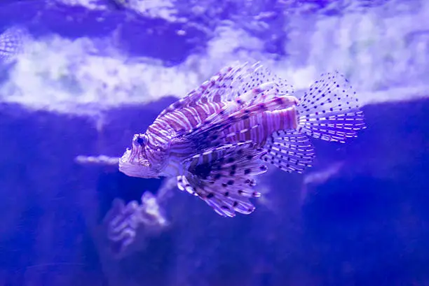 A Beautiful striped fish in the aquarium