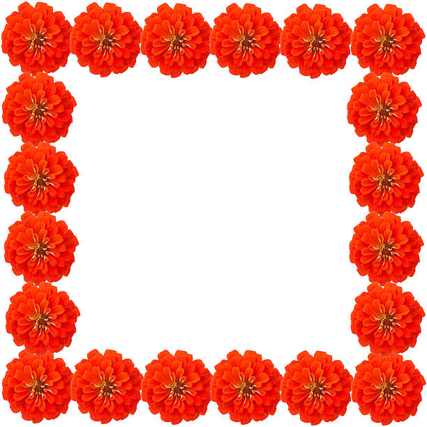 istock Zinnias flower frame isolated on white background 522802379