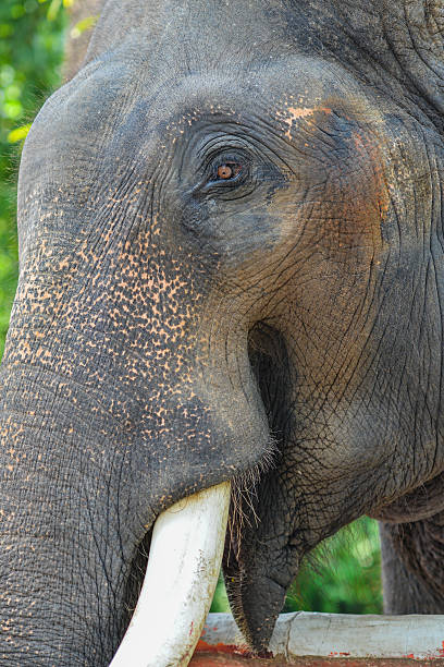 istock Elephant face, wild life symbols. 522802539