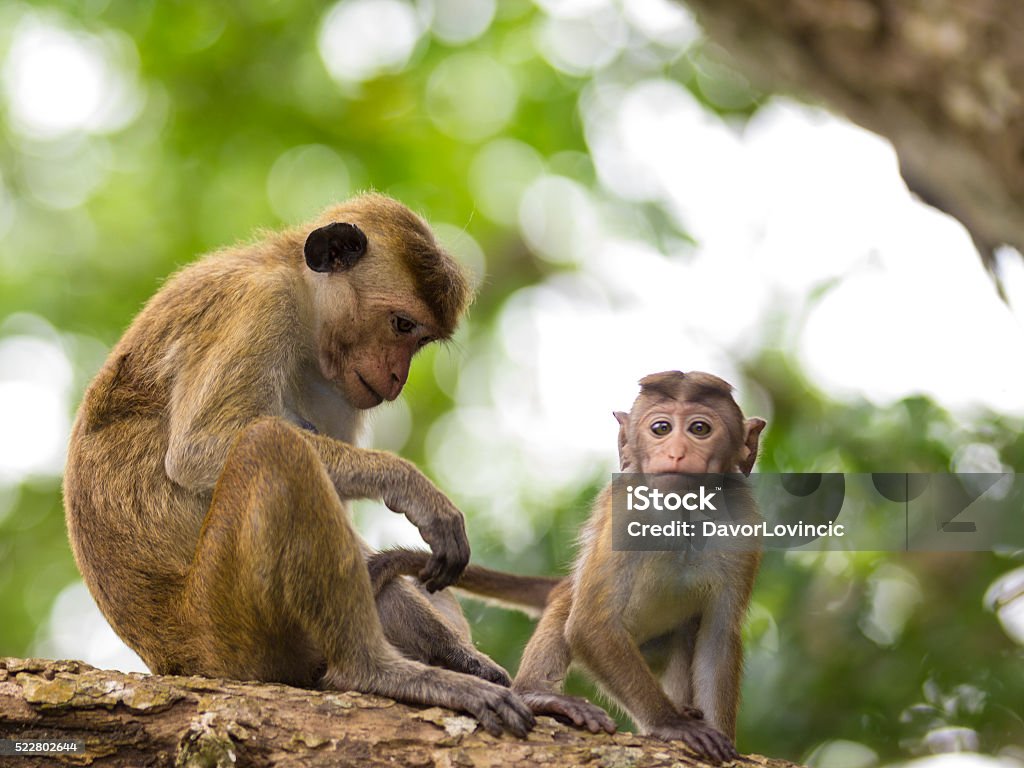 Mother and child Monkey Endemic to Sri Lanka The toque macaque or Macaca sinica with special hairstyle and dark ears endemic to Sri Lanka. Chillaxing, Cheeky monkey outside at ruins site in Anuradhapura, Sri Lanka. Monkey Stock Photo