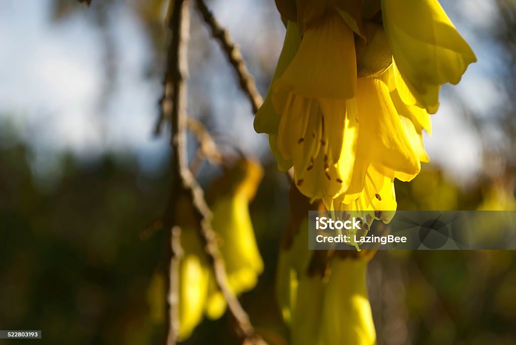 Kowhai Bloom, Spring The New Zealand Kowhai Blossom in soft focus.  Flower Stock Photo