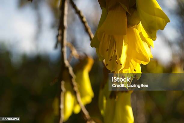 Kowhai Bloom Spring Stock Photo - Download Image Now - Flower, Horizontal, New Zealand