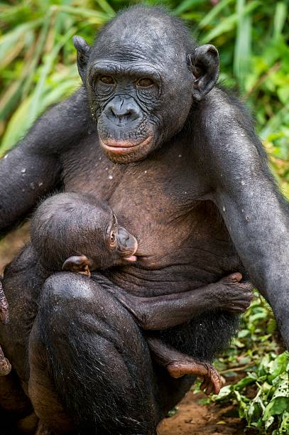 3,513 Breast Feeding Animals Stock Photos, Pictures & Royalty-Free Images -  iStock