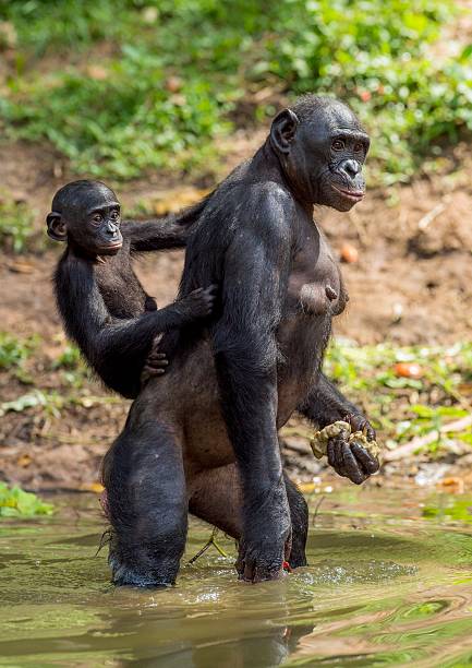 istock Bonobo standing on her legs in water with a cub 522803574