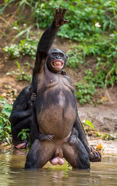 istock Bonobo standing on her legs in water 522803722