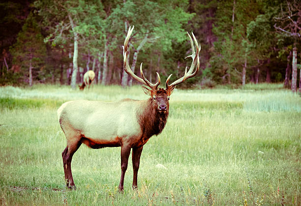 istock Elk in Jasper National Park 522803763