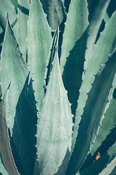 Agave Detail of blue agave plant. Outdoors shot with Canon 5D Mark III, ISO 100, basic color balance and contrast adjustments. agave tequila stock pictures, royalty-free photos & images