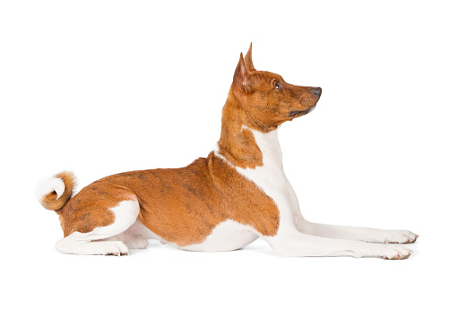 Basenji dog isolated on white background. Side view, laying