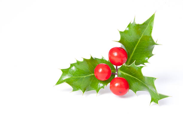 istock Christmas holly plant isolated on white 522806055