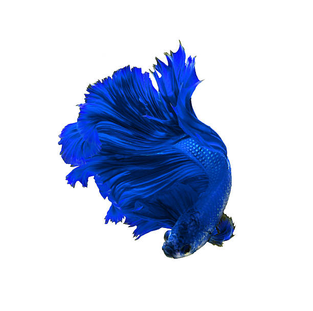 istock Blue dragon siamese fighting fish, betta fish isolated on black 522806074
