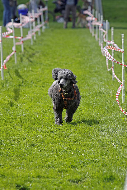 perro de corriendo - hundesport fotografías e imágenes de stock