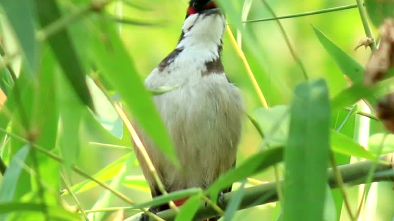 Bird on a branch of tree in wild