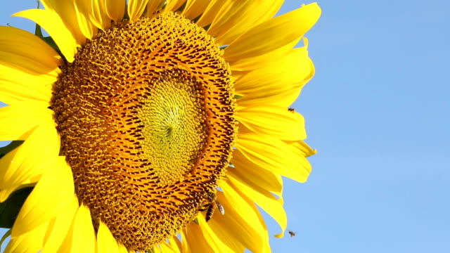 bee eating carpel pistil on sunflower