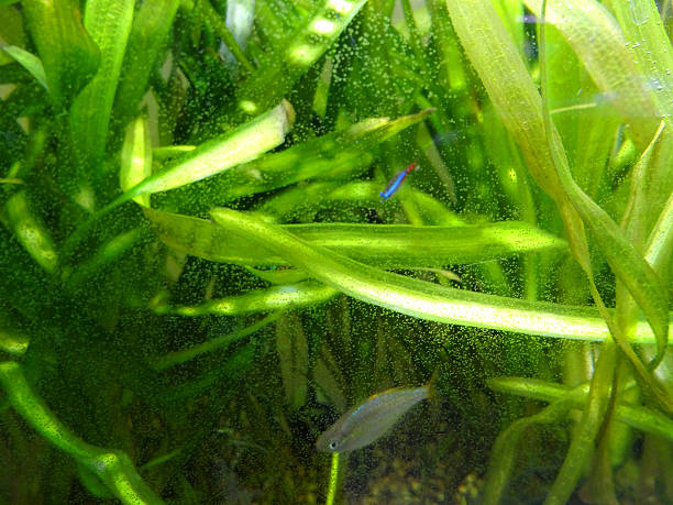 istock Dirty tropical fish tank aquarium, overgrown plants, algae on glass 522814075
