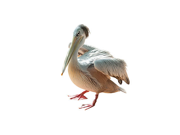 istock Portrait of a Pelican 522814301
