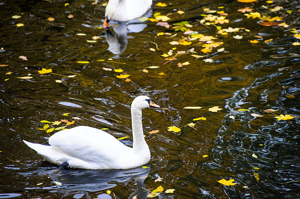 istock Beautiful young swans in lake 522814443