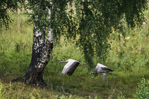 damigella di numidia - sibiria foto e immagini stock