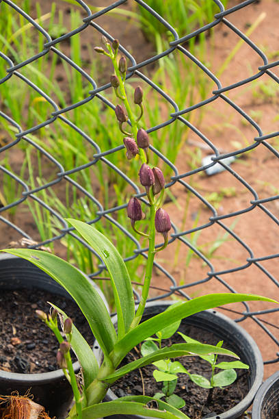 istock small orchids hang on jardiniere 522818387