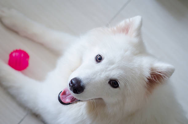 istock White Samoyed dog puppy close up portrait 522818779