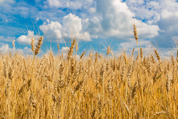 istock Wheat field, fresh crop of wheat 522820423