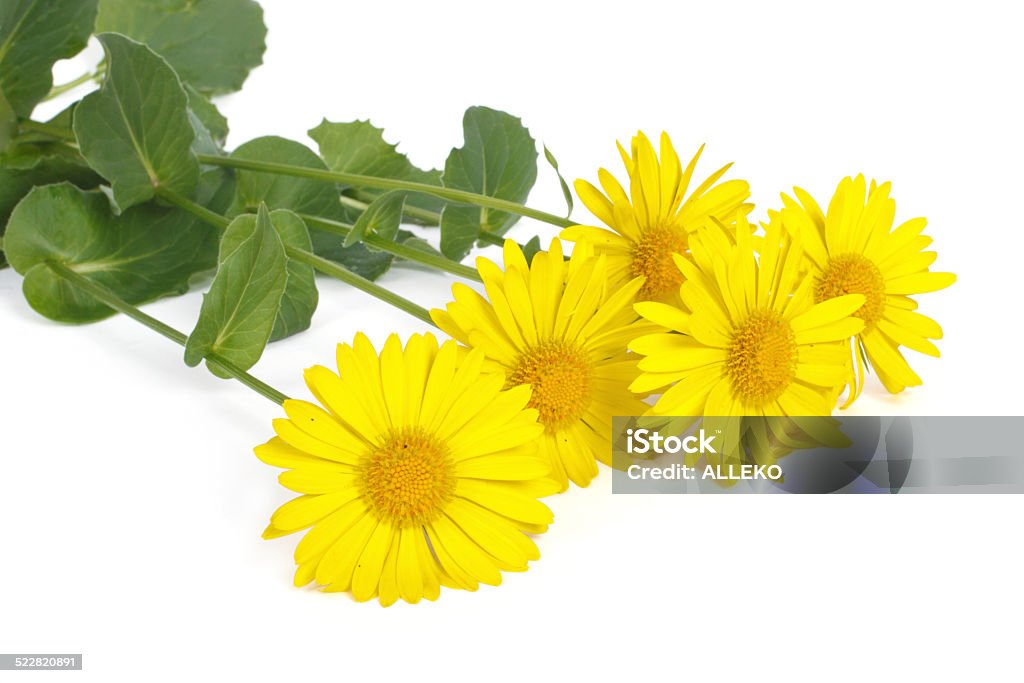 bouquet of yellow daisies isolated on white background Bouquet of yellow daisies isolated on white background Beauty Stock Photo