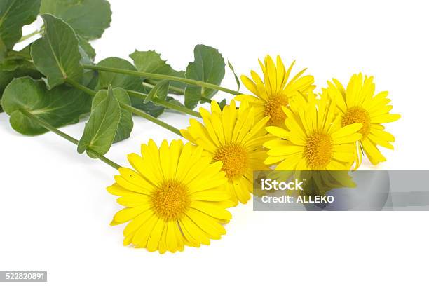 Bouquet Of Yellow Daisies Isolated On White Background Stock Photo - Download Image Now