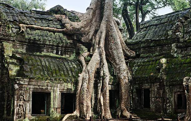 istock famous roots of angkor vat 522821321