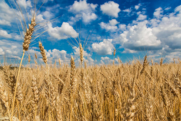 istock Wheat field, fresh crop of wheat 522831727
