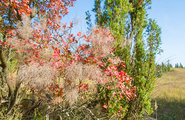 istock Red smoke trees in nature. European smoke bush 522831785