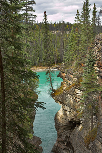 istock Fur-trees grow on rocks 522832311