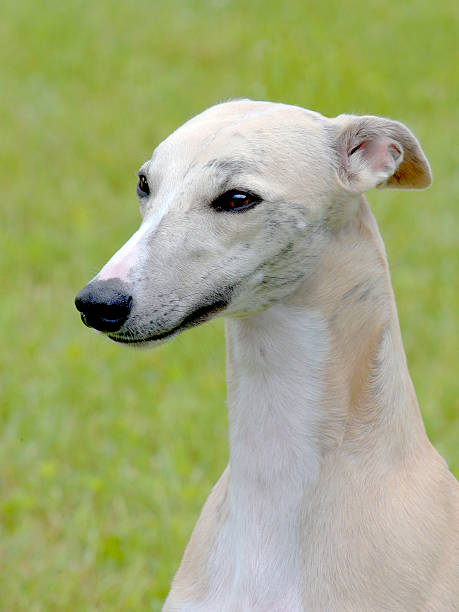 istock White Whippet in the garden 522833427