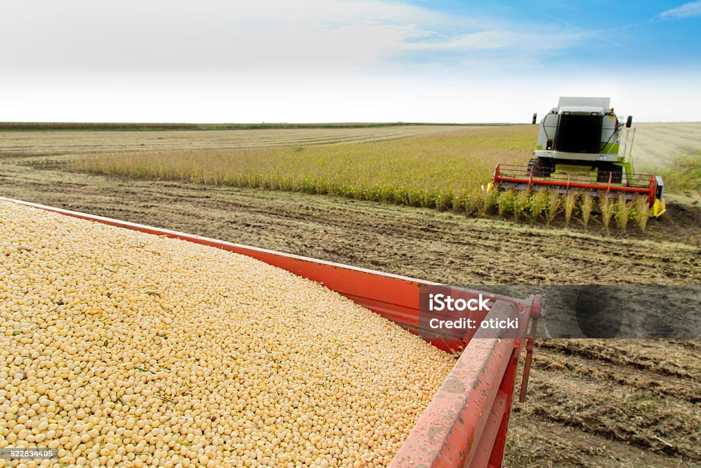 Combinar a colheita de Silagem de soja no campo - Foto de stock de Agricultura royalty-free