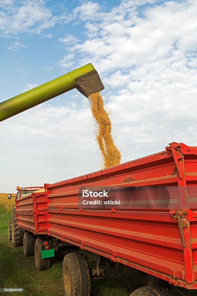 Colheitadeira combinada unloads soja sementes após a colheita - Foto de stock de Cereal royalty-free