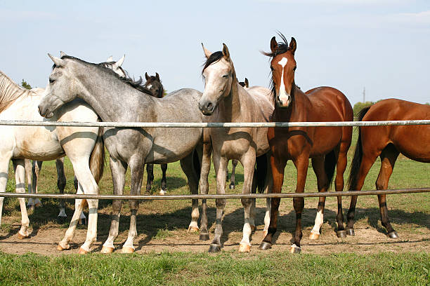 istock Arabian youngsters looking over corral gate at summertime 522834809