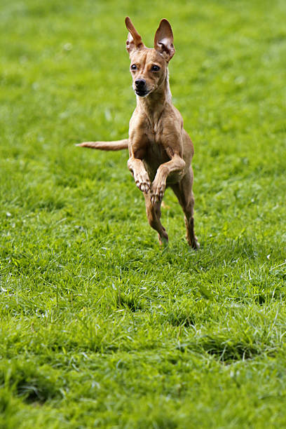 perro de corriendo - hundesport fotografías e imágenes de stock