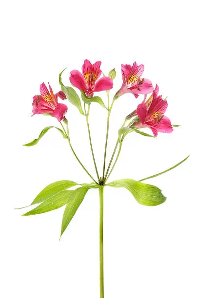 Alstroemeria flowers and leaves isolated against white