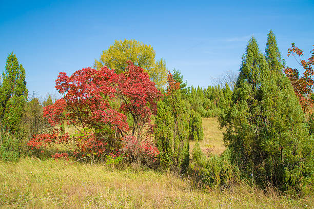 istock Red smoke trees in nature. European smoke bush 522836799