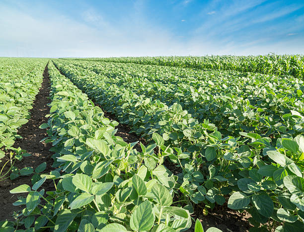 istock Green soybean plants close-up shot, mixed organic and gmo 522837063