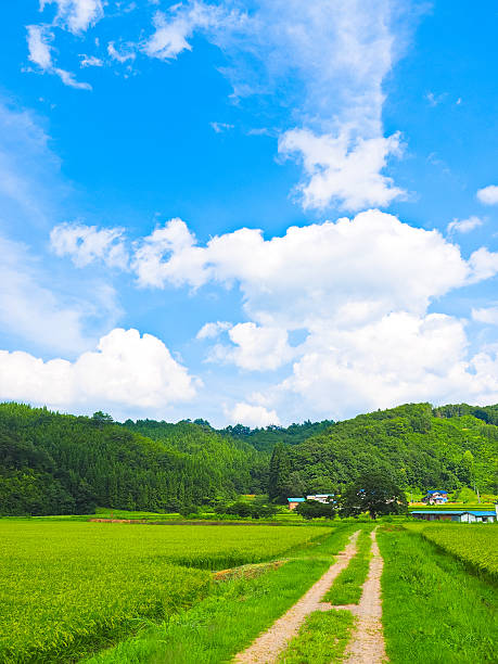 vert champs de riz au japon - tohoku region photos et images de collection