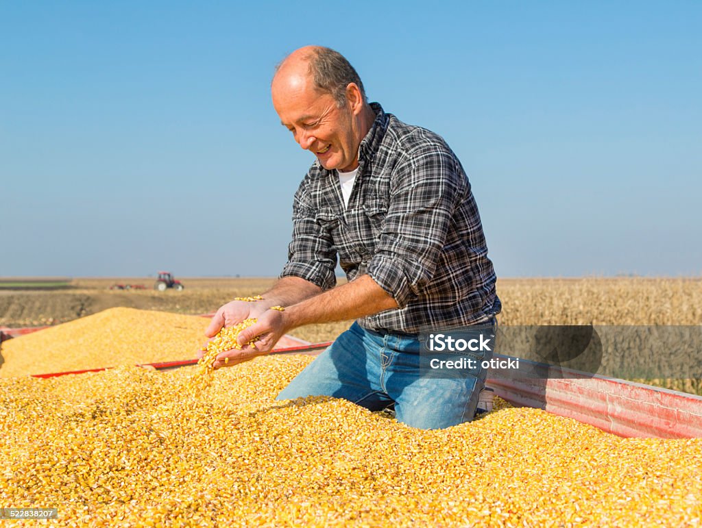 Feliz sorrindo durante a colheita de milho de milho agricultor - Foto de stock de Agricultor royalty-free