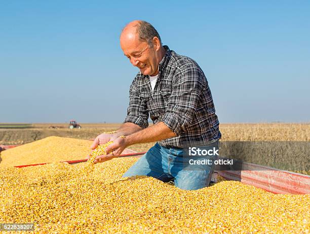 Foto de Feliz Sorrindo Durante A Colheita De Milho De Milho Agricultor e mais fotos de stock de Agricultor