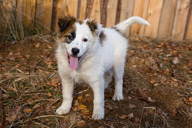 istock Homeless puppy 522839101
