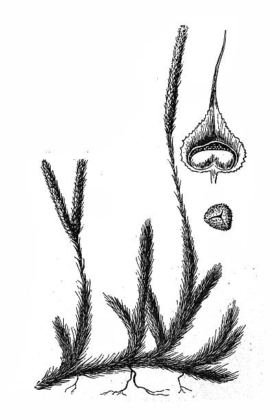 Lycopodium Antique illustration of a Lycopodium lycopodiaceae stock illustrations