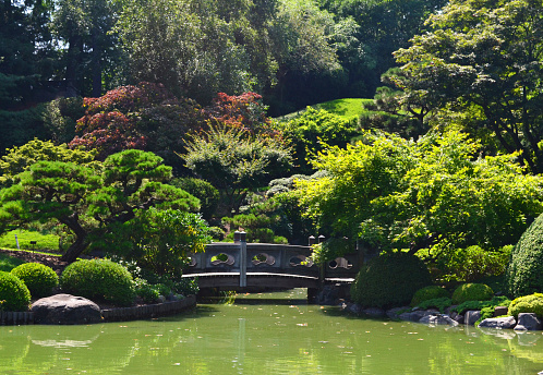 Japanese garden in Bonn   with wooden bridge  and small pine (round shape) and pond and  rocks and japanese maple and carps KOI